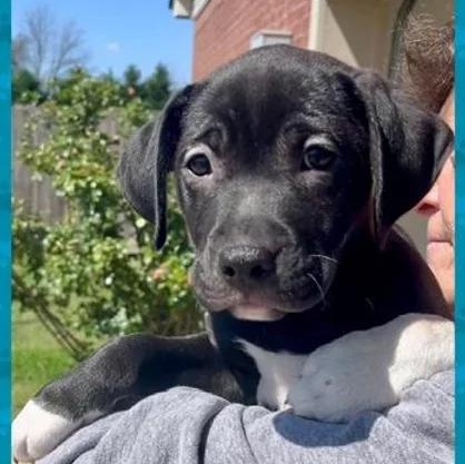 Dex - coming to Maine!
