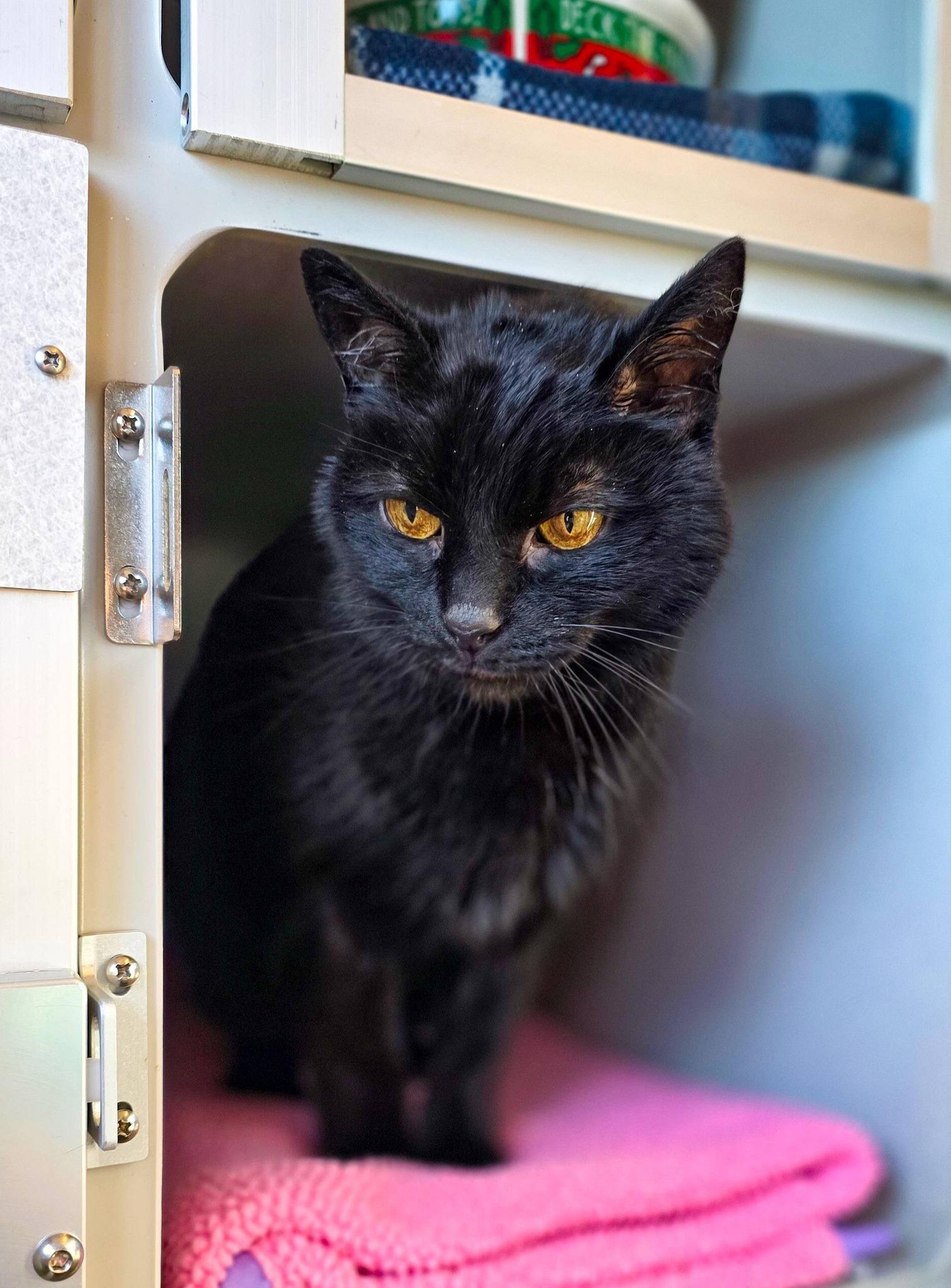 Enlarge Murphy, a ADOPTABLE Domestic Short Hair in Sterling Heights, MI image 4/4