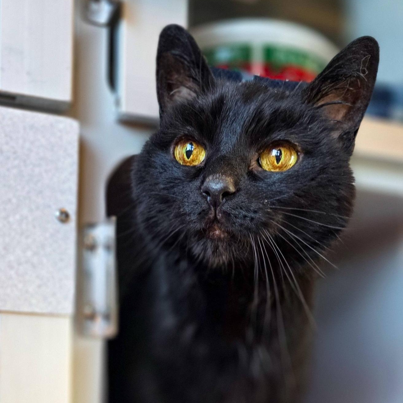 Murphy, ADOPTABLE, Senior Female Domestic Short Hair.