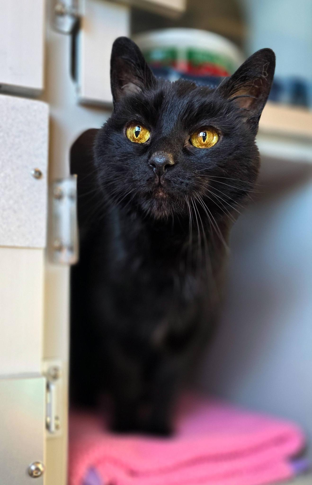 Enlarge Murphy, a ADOPTABLE Domestic Short Hair in Sterling Heights, MI image 2/4