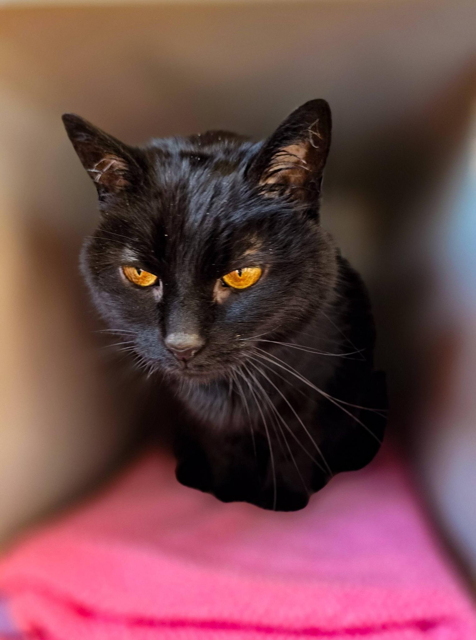 Enlarge Murphy, a ADOPTABLE Domestic Short Hair in Sterling Heights, MI image 3/4