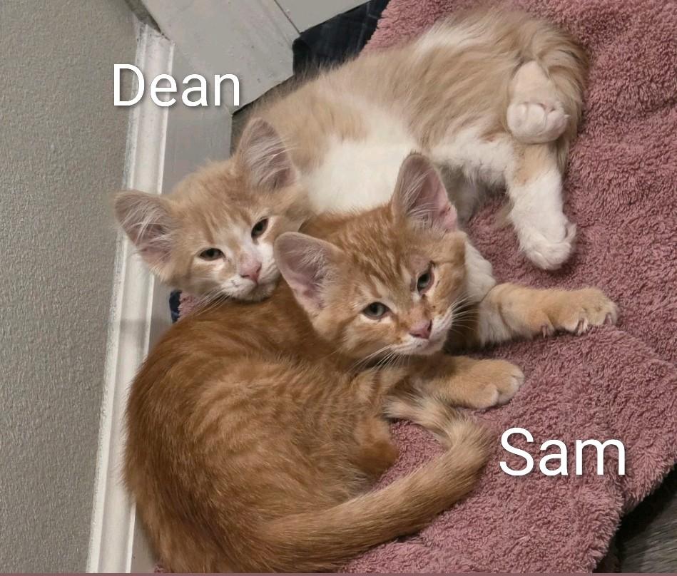 Enlarge Sam and Dean, a Adoptable Domestic Short Hair in Reno, NV image 1/5