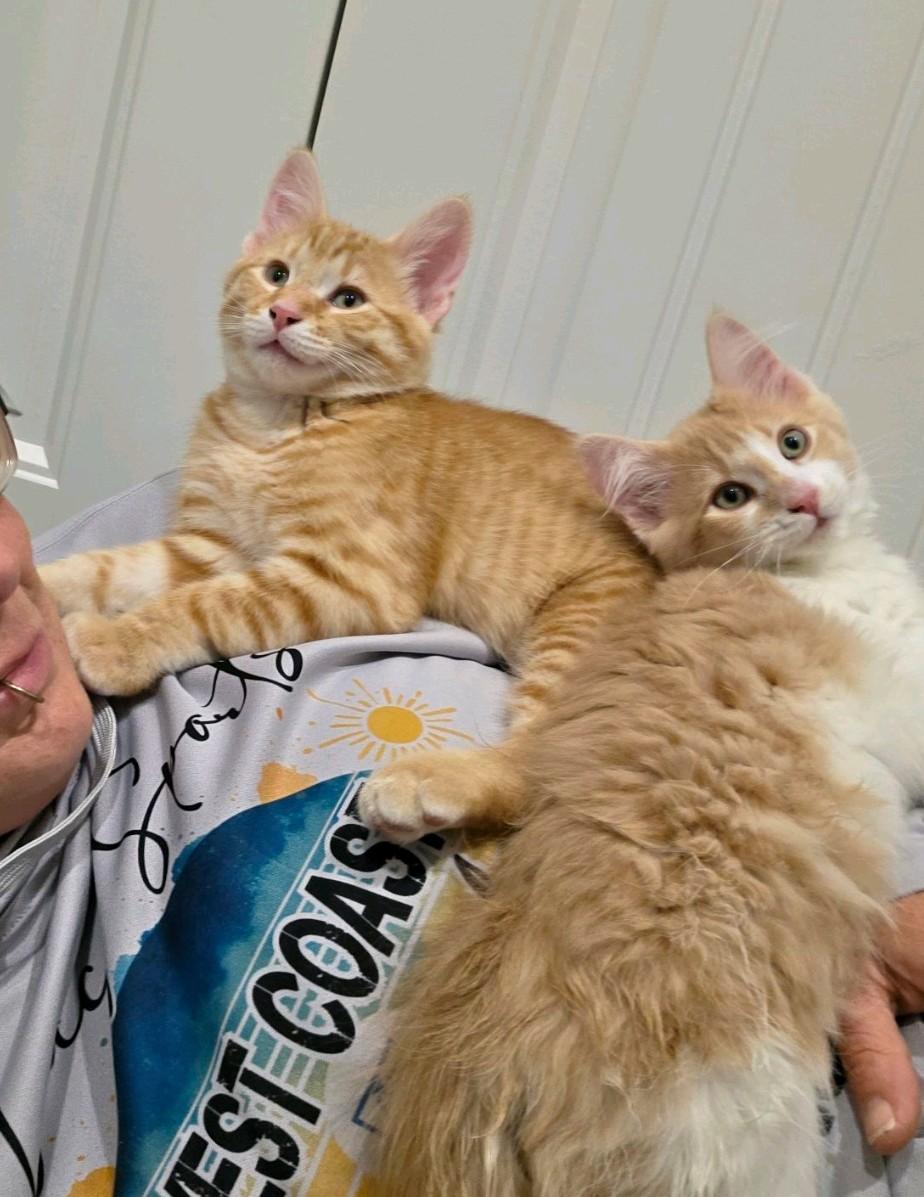 Enlarge Sam and Dean, a Adoptable Domestic Short Hair in Reno, NV image 4/5
