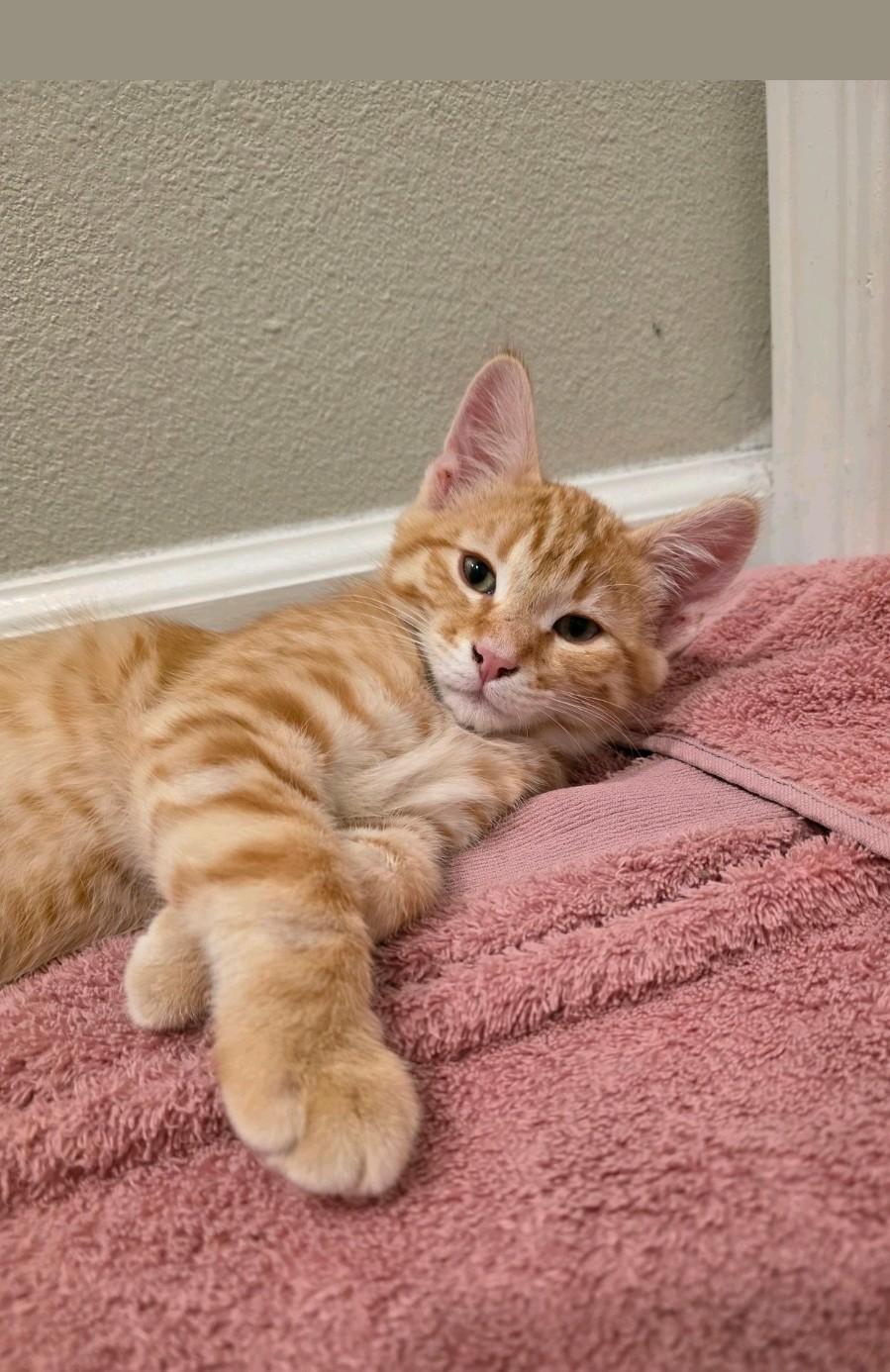 Enlarge Sam and Dean, a Adoptable Domestic Short Hair in Reno, NV image 2/5
