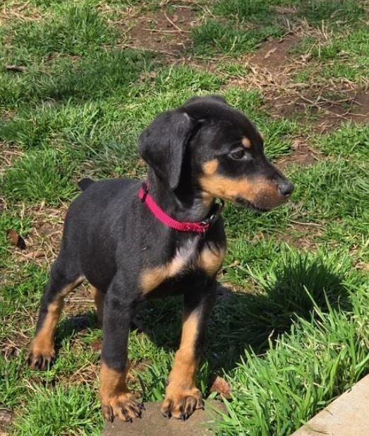 Mileva, Adoptable, Puppy Female Doberman Pinscher.