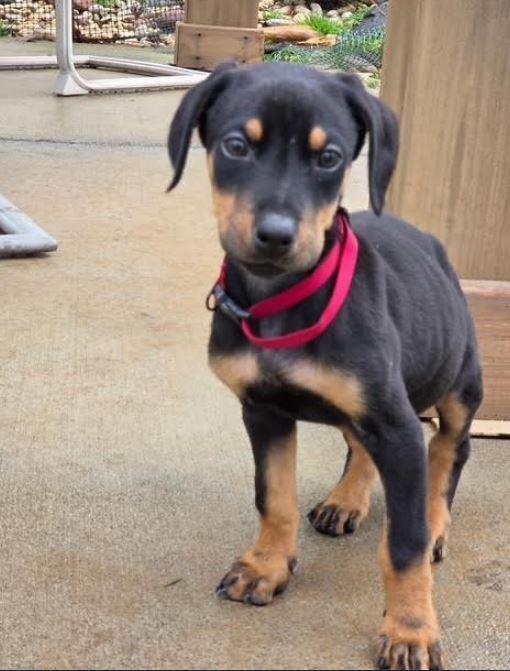 Enlarge Mileva, a Adoptable Doberman Pinscher in Mocksville, NC image 2/2