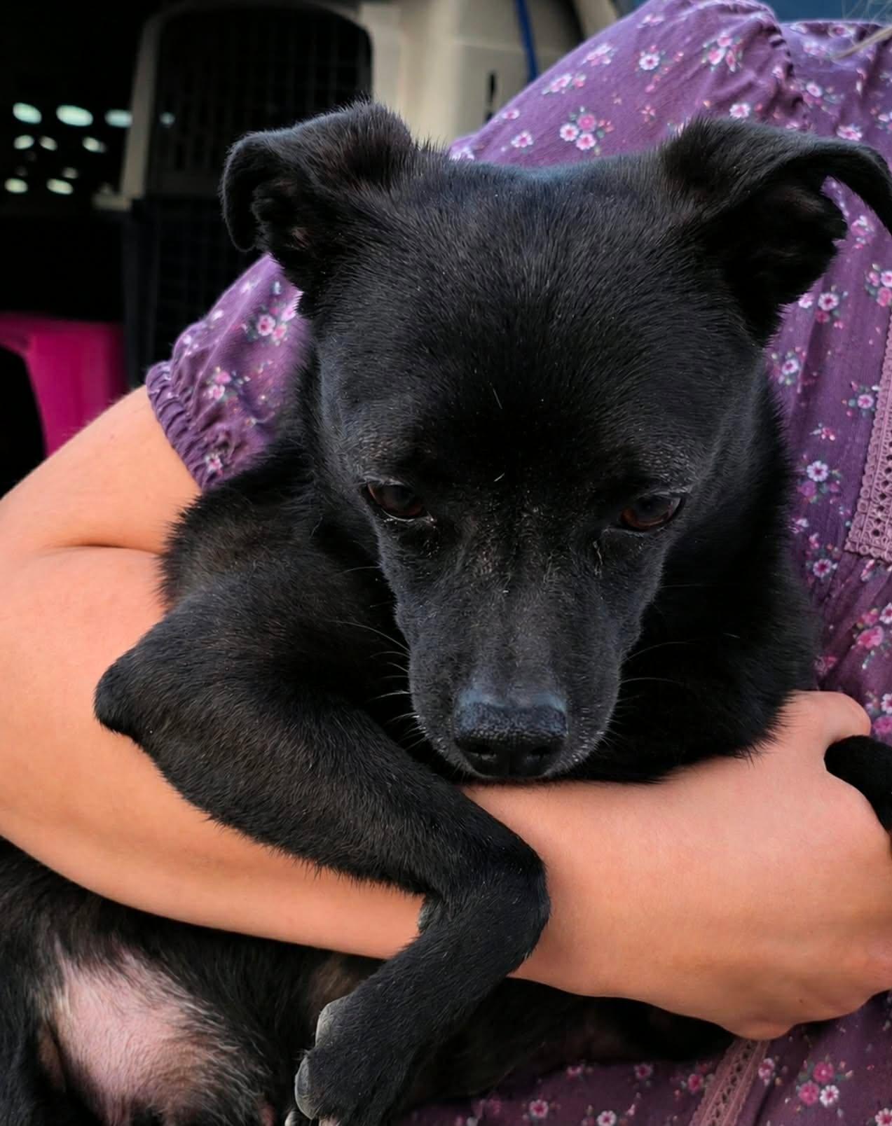 Vanessa - adoption pending, Adoptable, Adult Female Chihuahua.