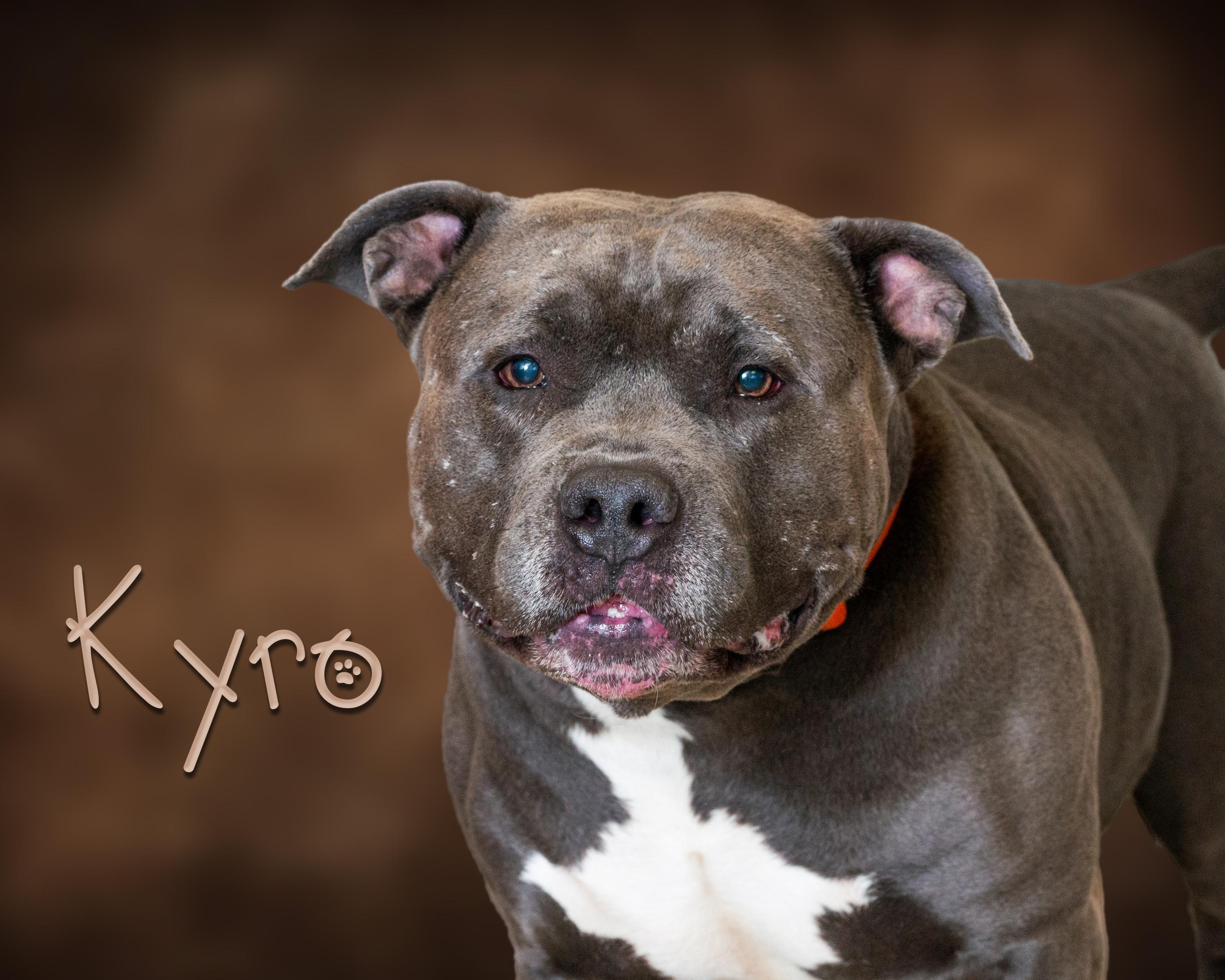 Kyro, Adoptable, Adult Male Pit Bull Terrier.