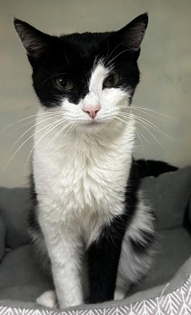 Jazzzie 1 yr old, Adopted, Adult Female Domestic Short Hair.