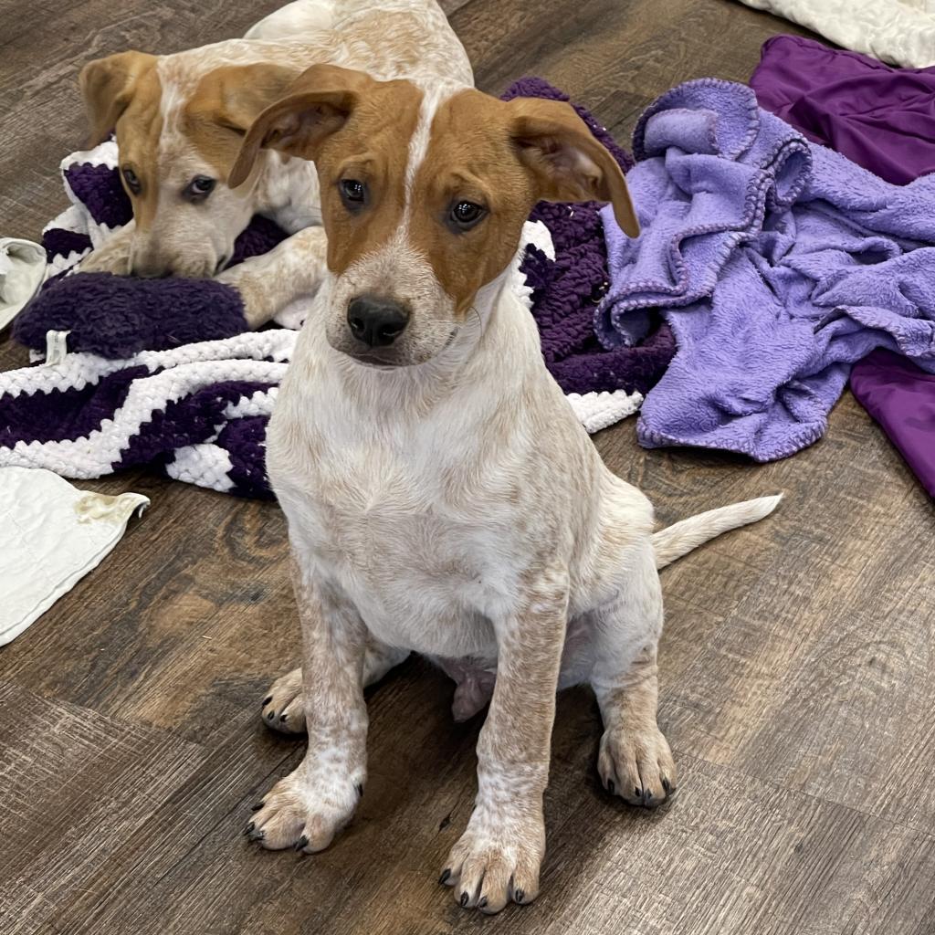Enlarge Denton, a Adoptable Mixed Breed in Dallas, TX image 1/6
