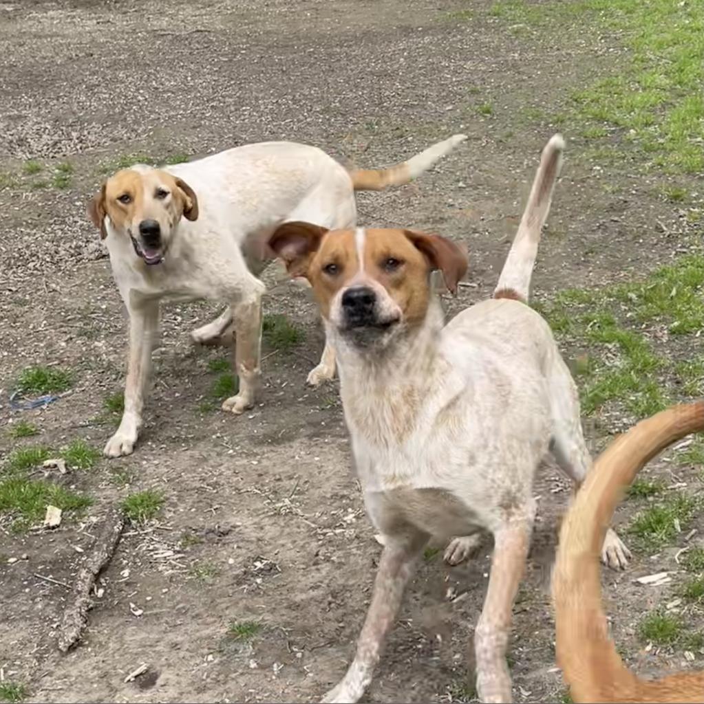 Enlarge Denton, a Adoptable Mixed Breed in Dallas, TX image 2/6