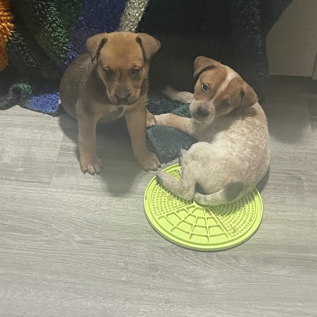 Enlarge Denton, a Adoptable Mixed Breed in Dallas, TX image 3/6