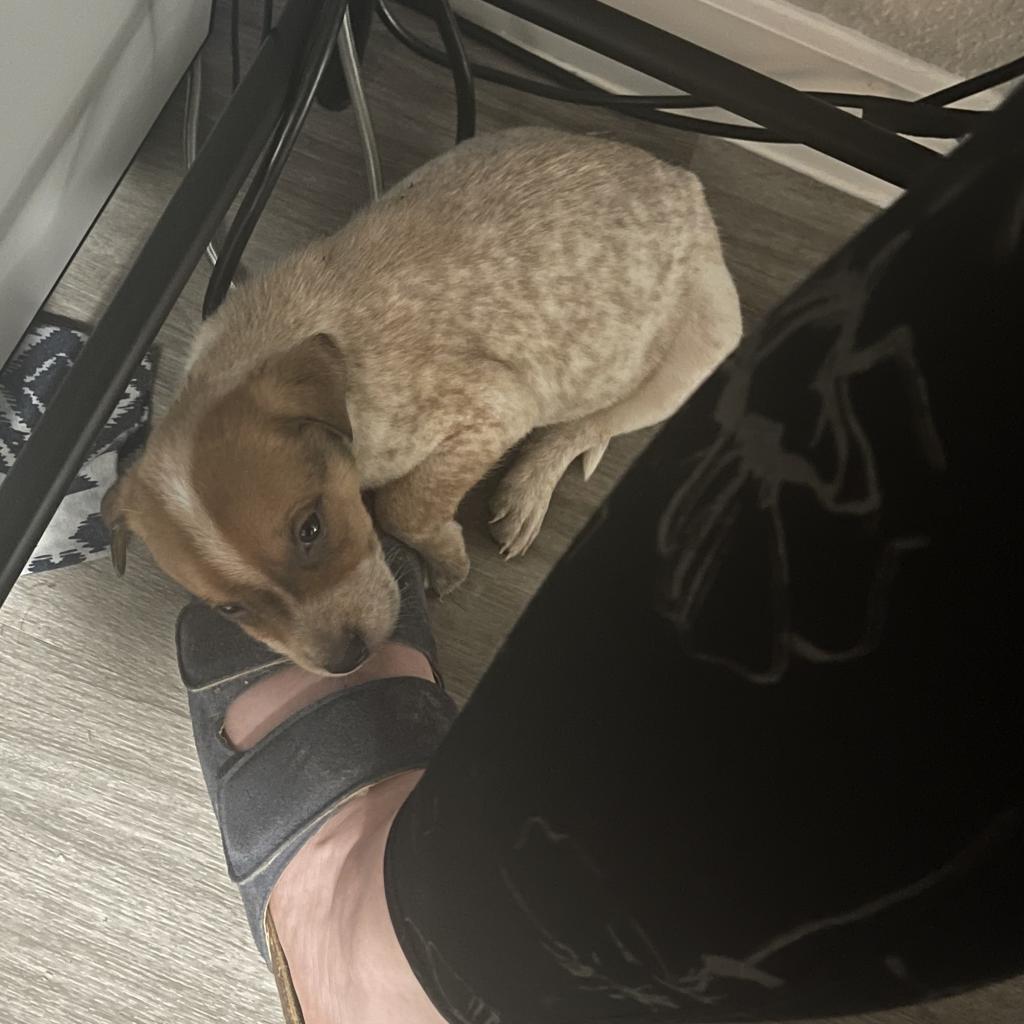 Enlarge Denton, a Adoptable Mixed Breed in Dallas, TX image 4/6