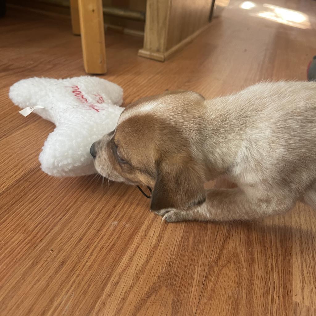 Enlarge Denton, a Adoptable Mixed Breed in Dallas, TX image 5/6