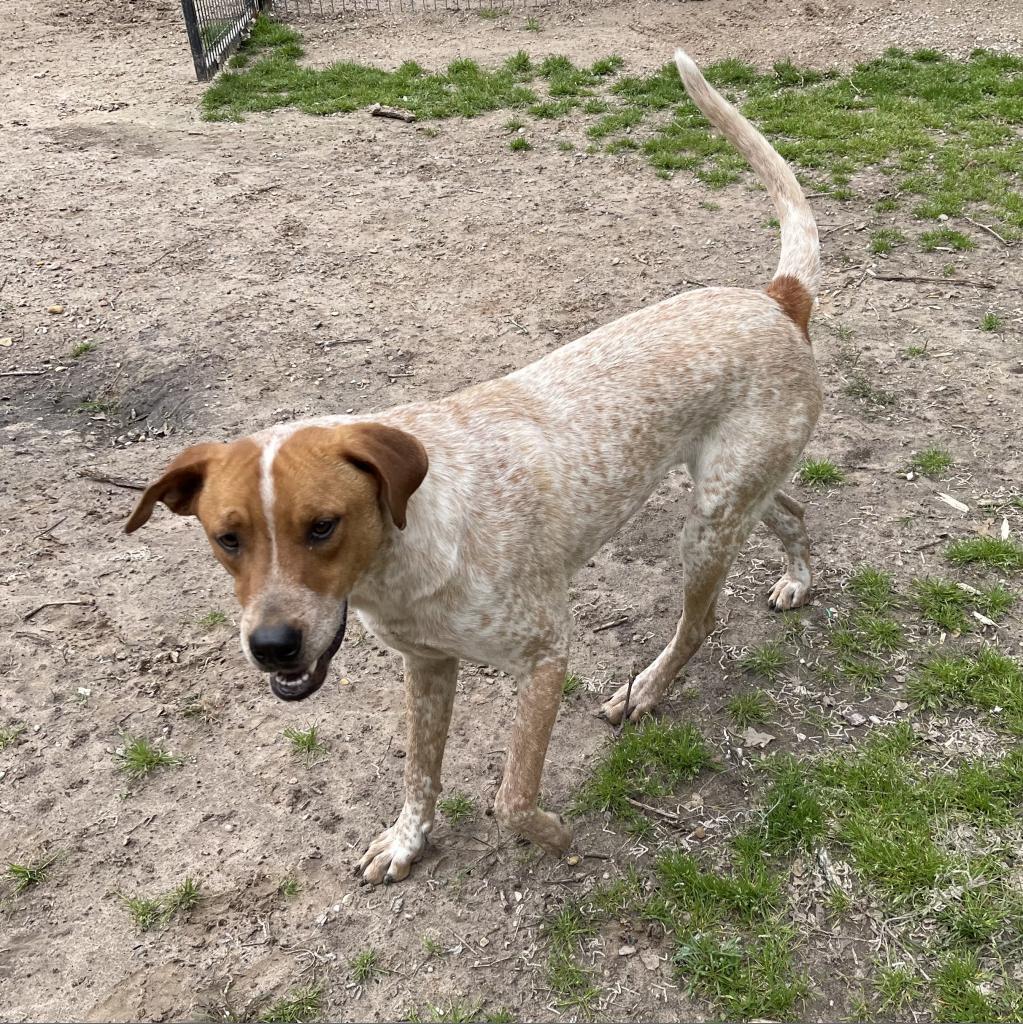 Enlarge Denton, a Adoptable Mixed Breed in Dallas, TX image 6/6