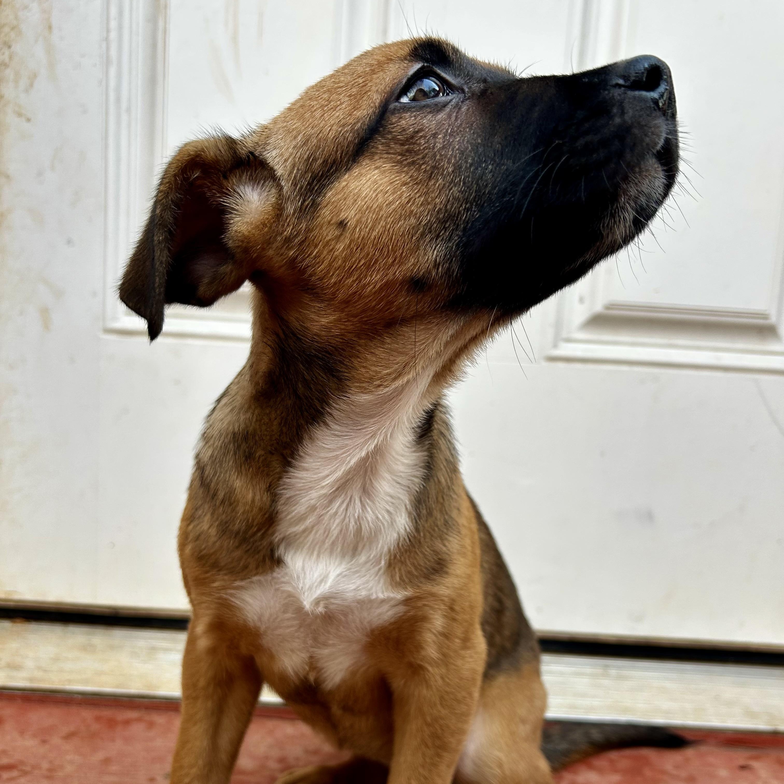 Estera, Adoptable, Puppy Female Shepherd & Black Mouth Cur.
