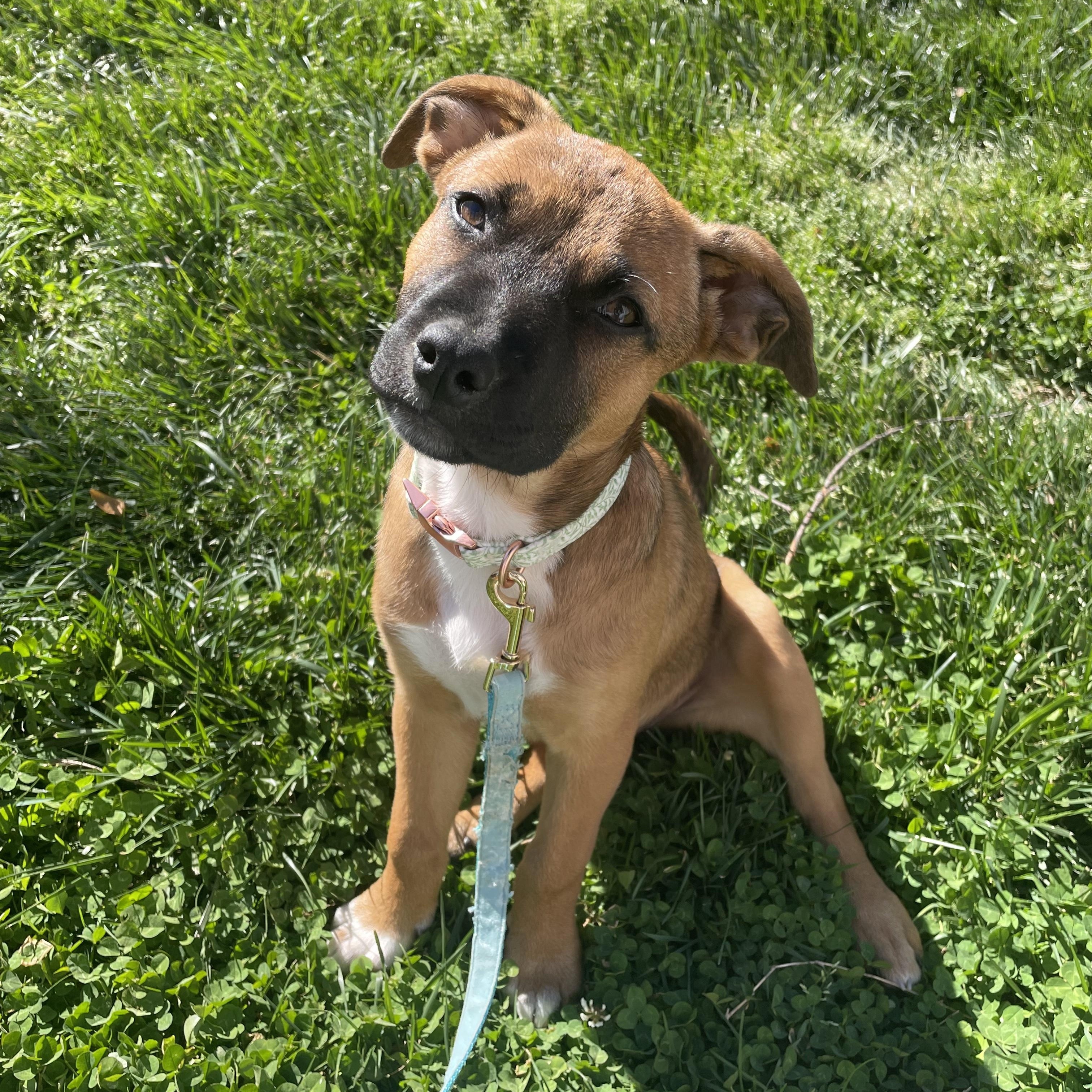 Estera, Adoptable, Puppy Female Shepherd & Black Mouth Cur.