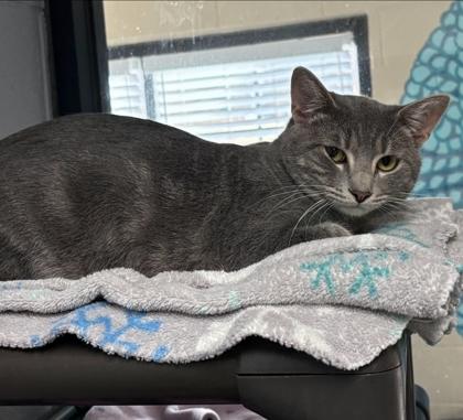 Enlarge Barnum, a Adoptable mixed breed in Reidsville, NC image 1/1