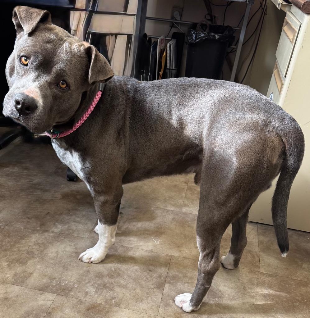 Capo, Adoptable, Adult Male Mixed Breed.