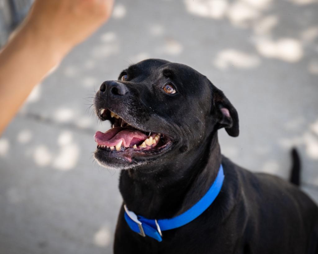Baker, Adoptable, Senior Male Labrador Retriever & Great Dane.