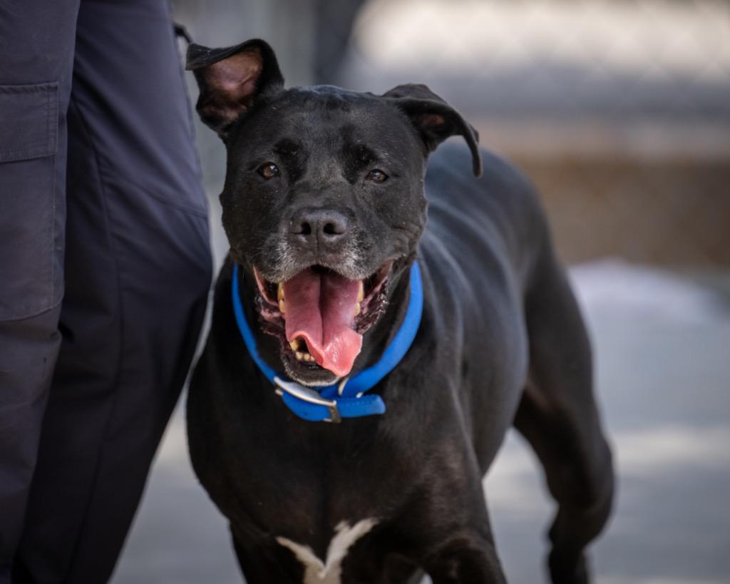 Enlarge Baker, a Adoptable mixed breed in Twentynine Palms, CA image 3/6