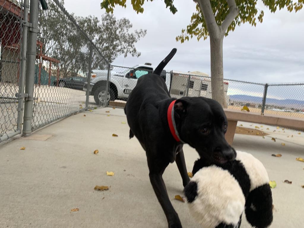 Enlarge Baker, a Adoptable mixed breed in Twentynine Palms, CA image 4/6