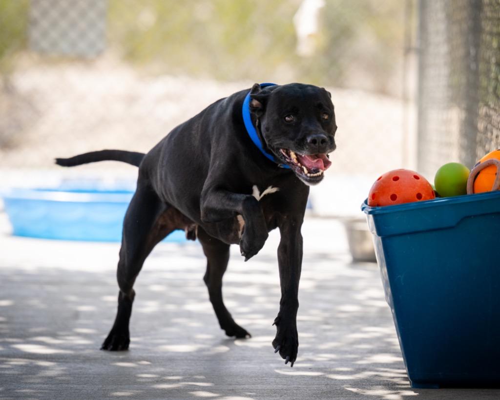 Enlarge Baker, a Adoptable mixed breed in Twentynine Palms, CA image 5/6