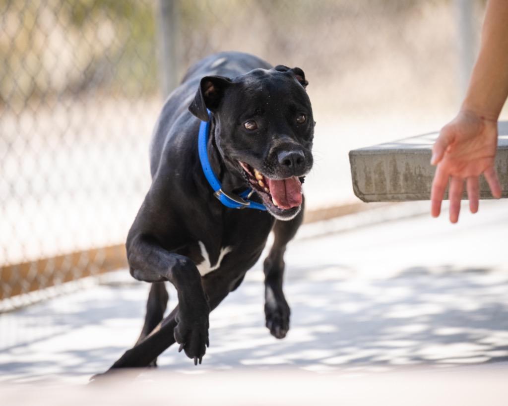 Enlarge Baker, a Adoptable mixed breed in Twentynine Palms, CA image 6/6