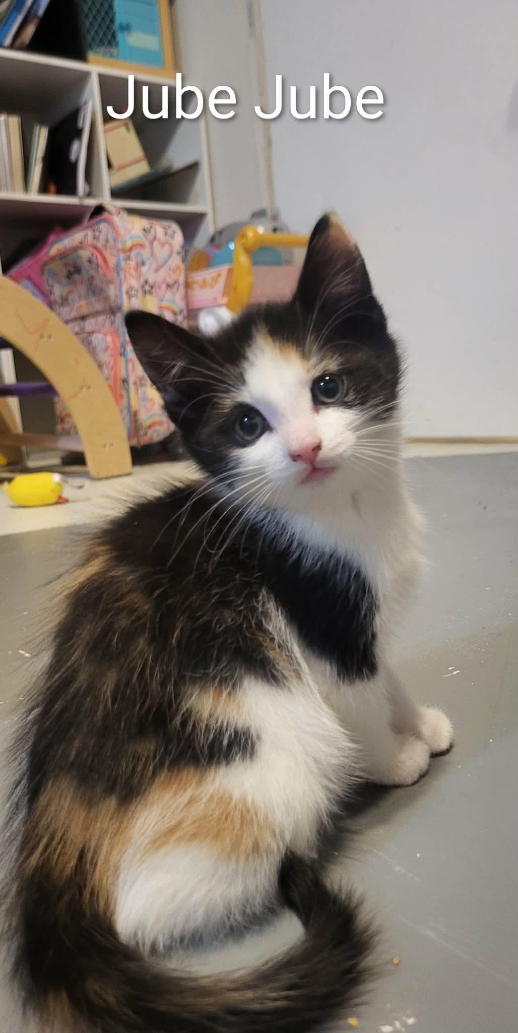Enlarge JUBE JUBE 2, an adopted Domestic Short Hair in Tillsonburg, ON image 1/1