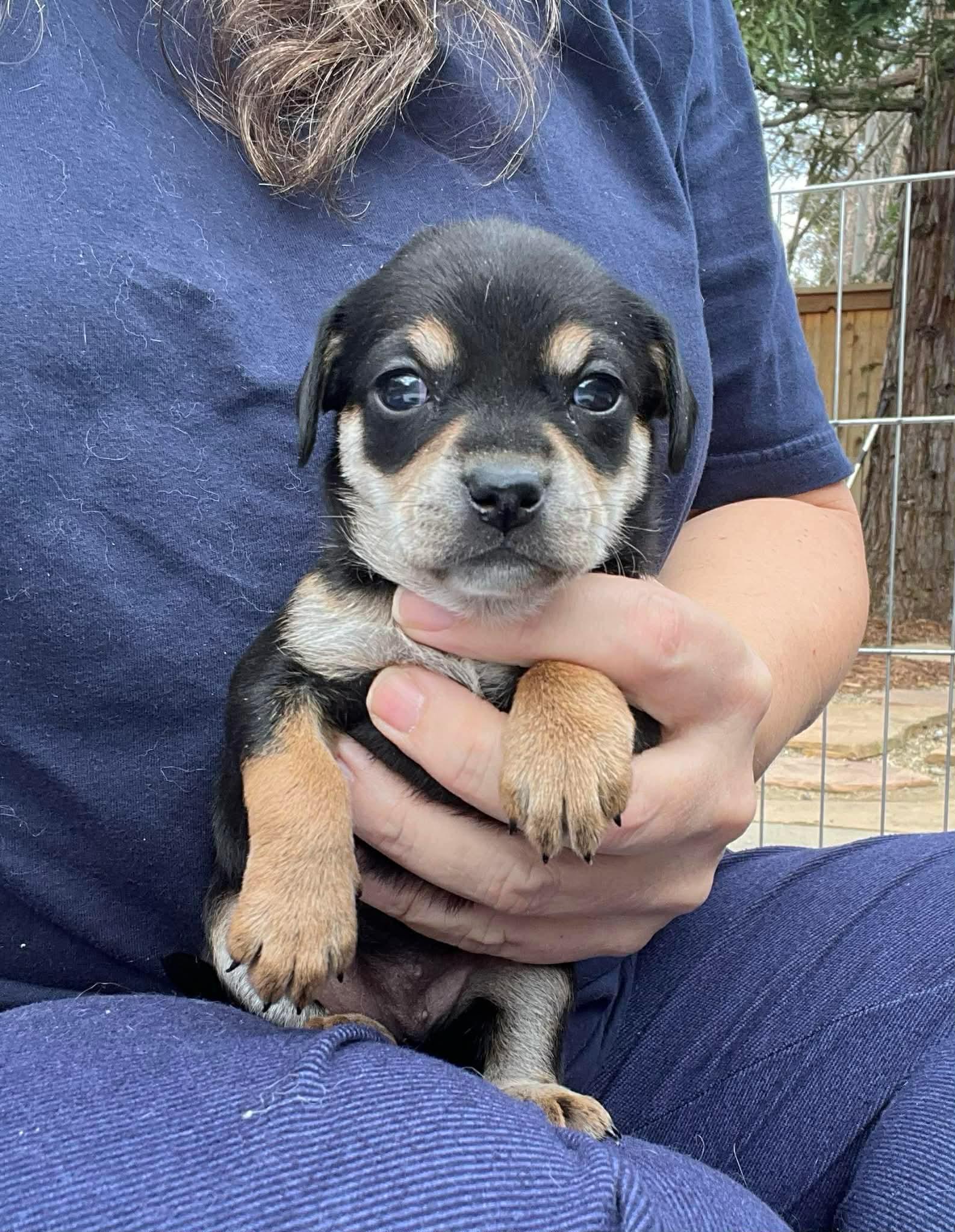 Enlarge Thelma, an adopted mixed breed in Lincoln, CA image 2/2