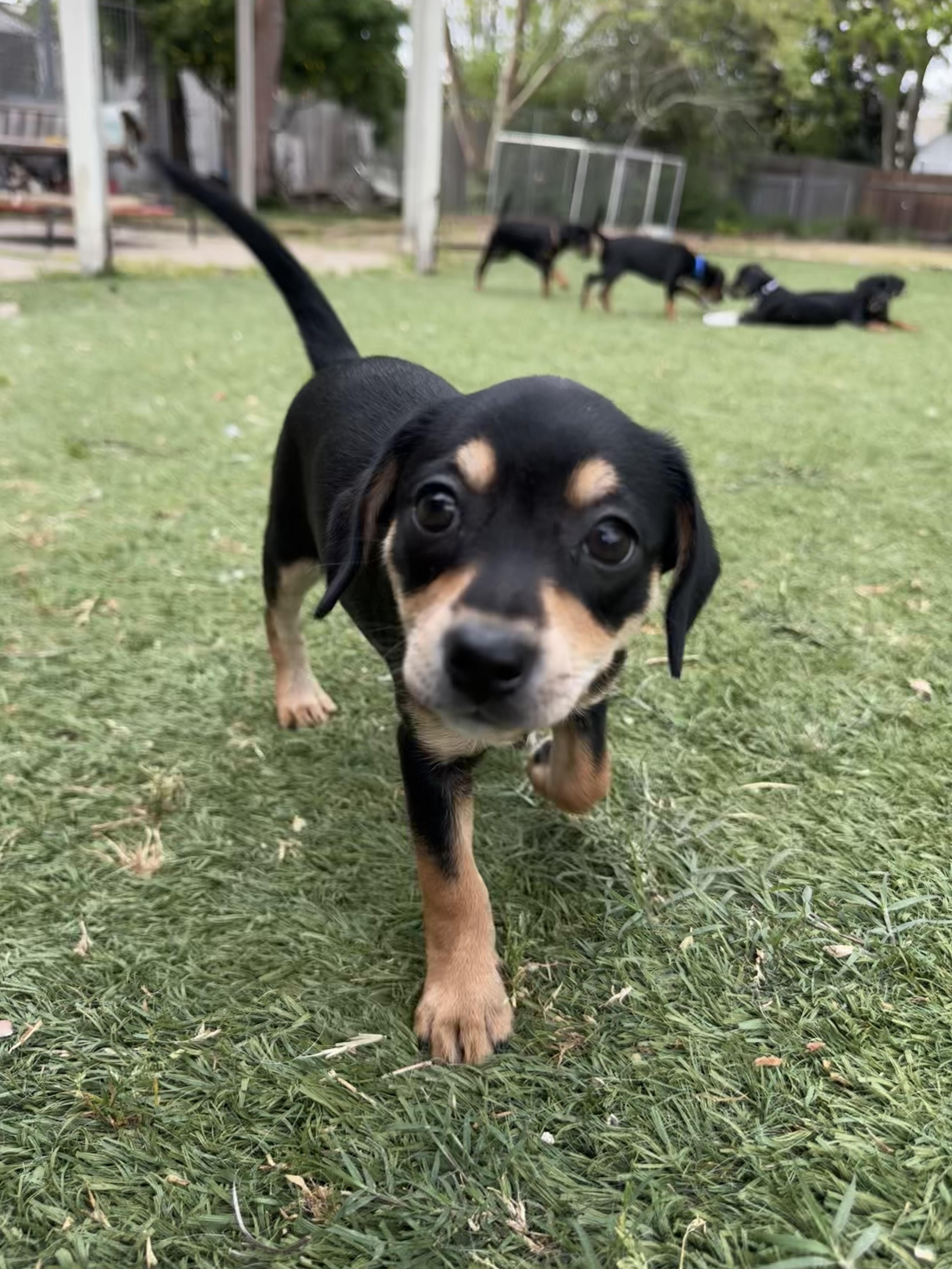 Thelma, adopted, Puppy Female Dachshund & Chihuahua.