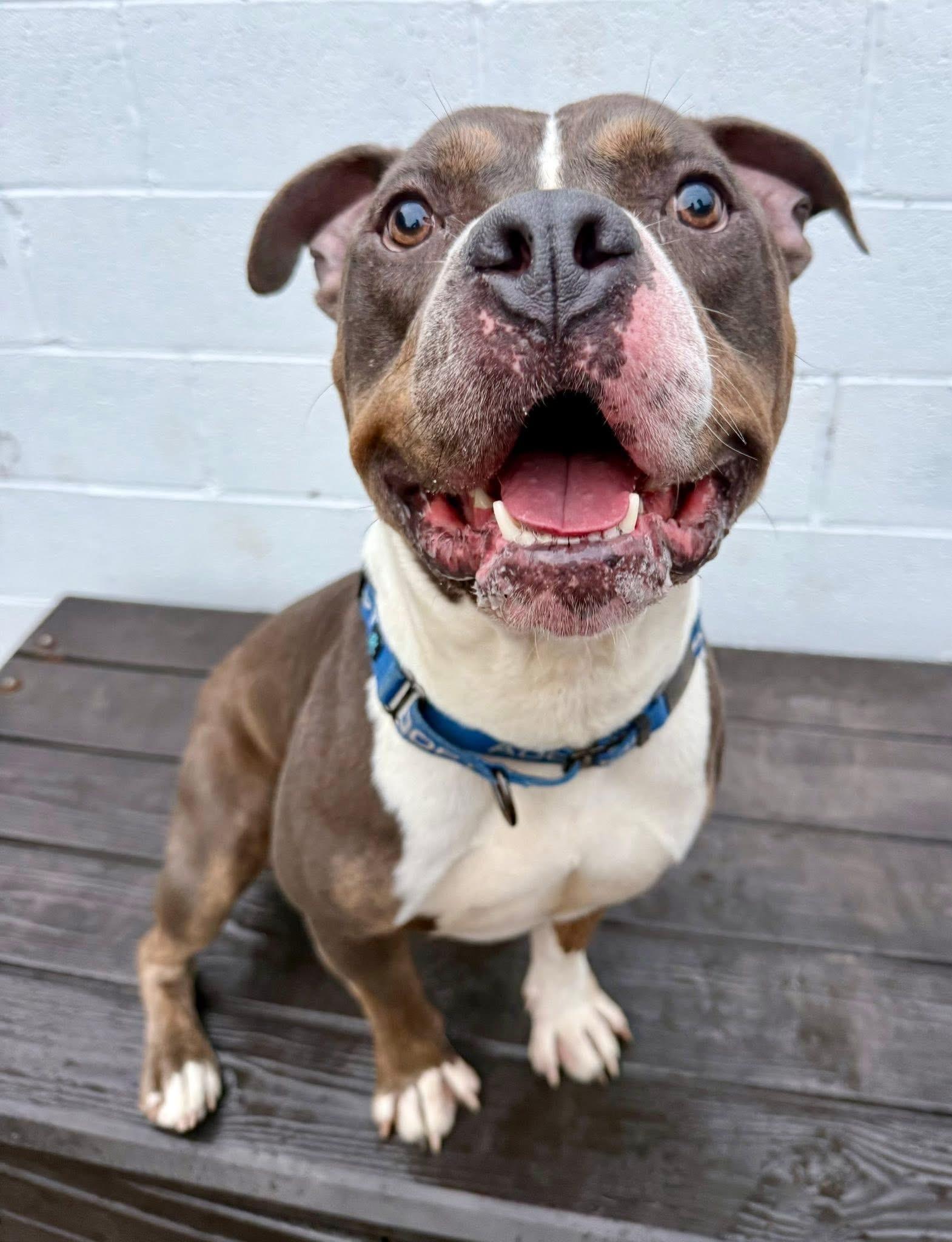 Greyson, Adoptable, Adult Male Pit Bull Terrier.