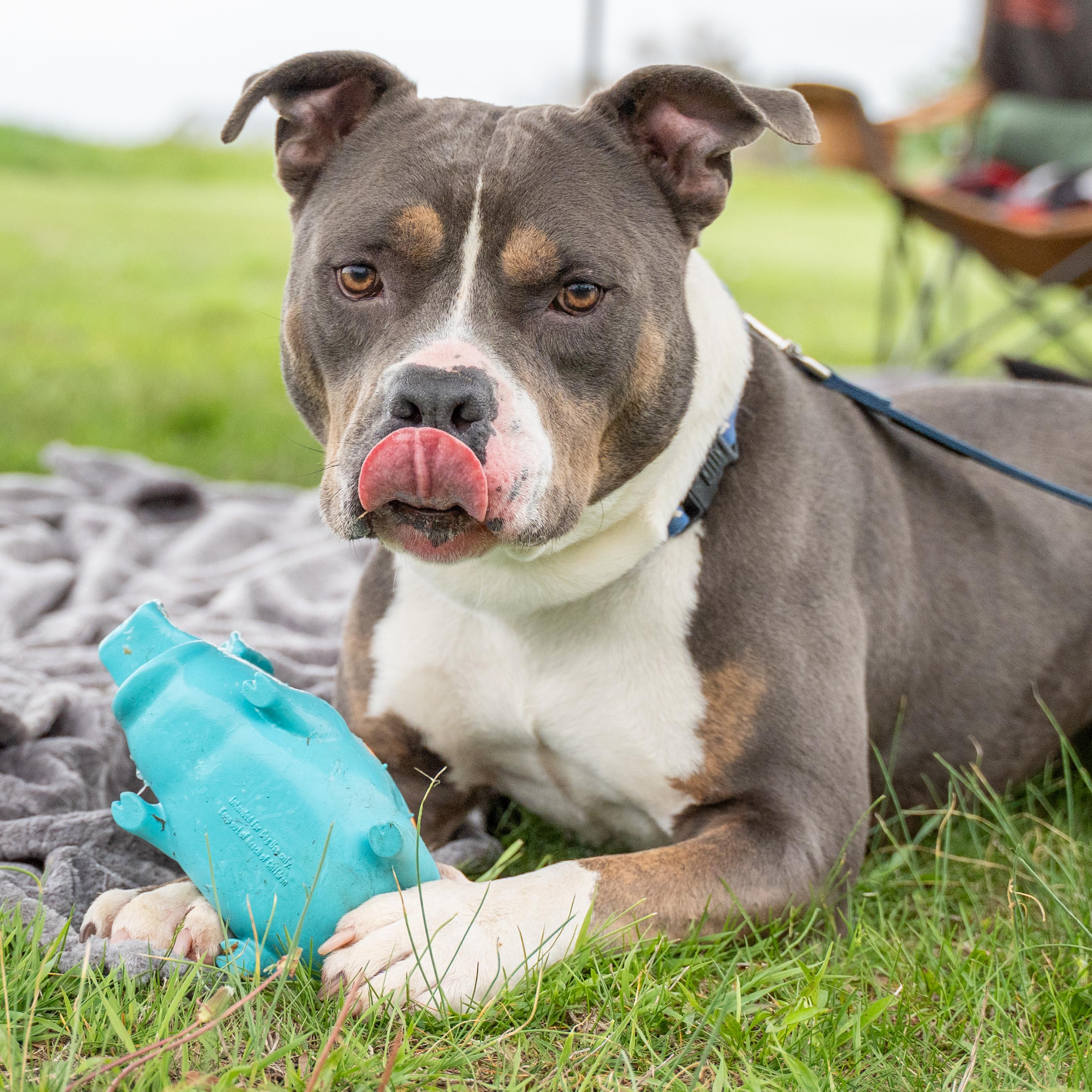 Enlarge Greyson, a Adoptable Pit Bull Terrier in Dillsburg, PA image 2/6