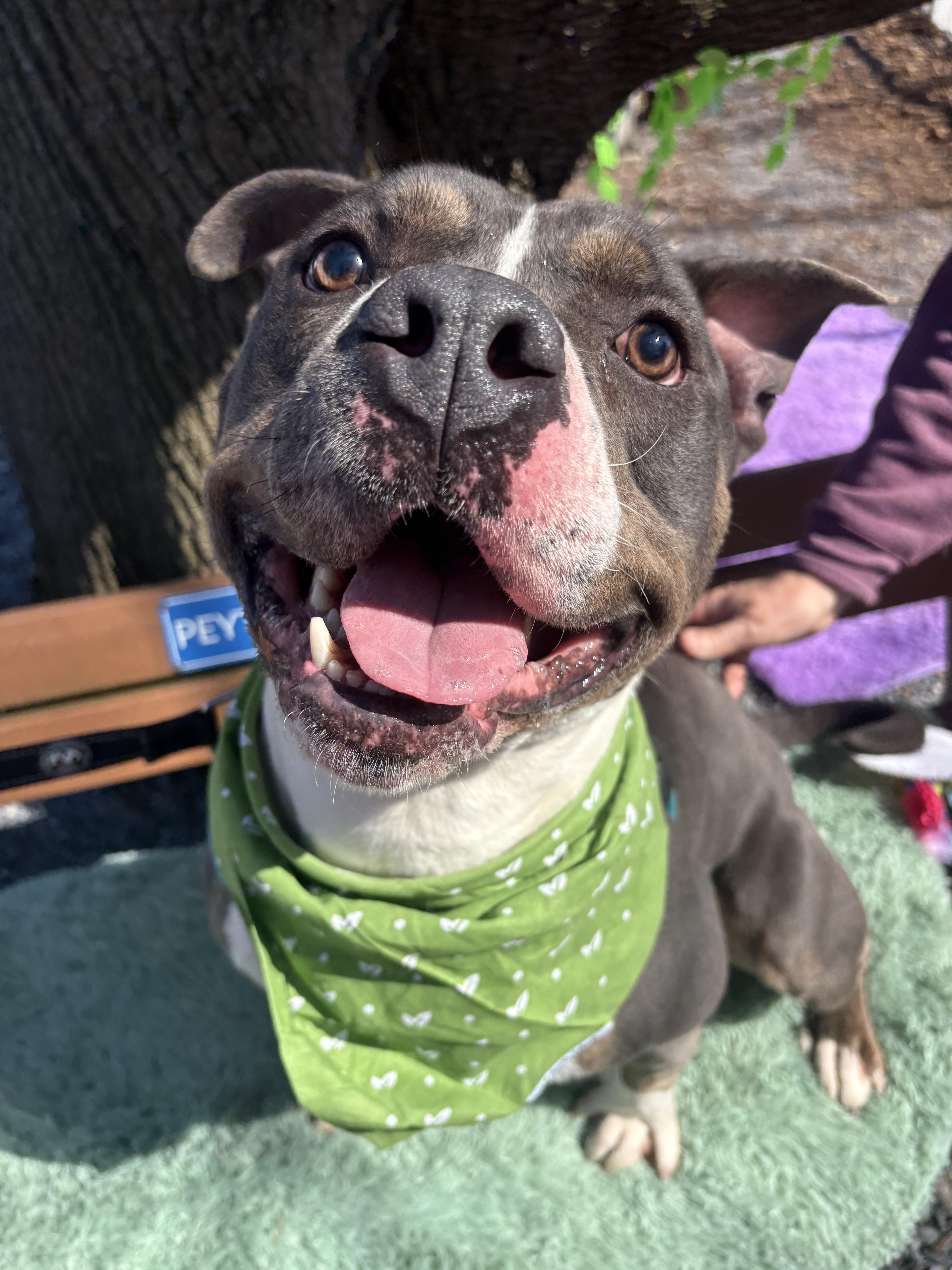 Enlarge Greyson, a Adoptable Pit Bull Terrier in Dillsburg, PA image 4/6