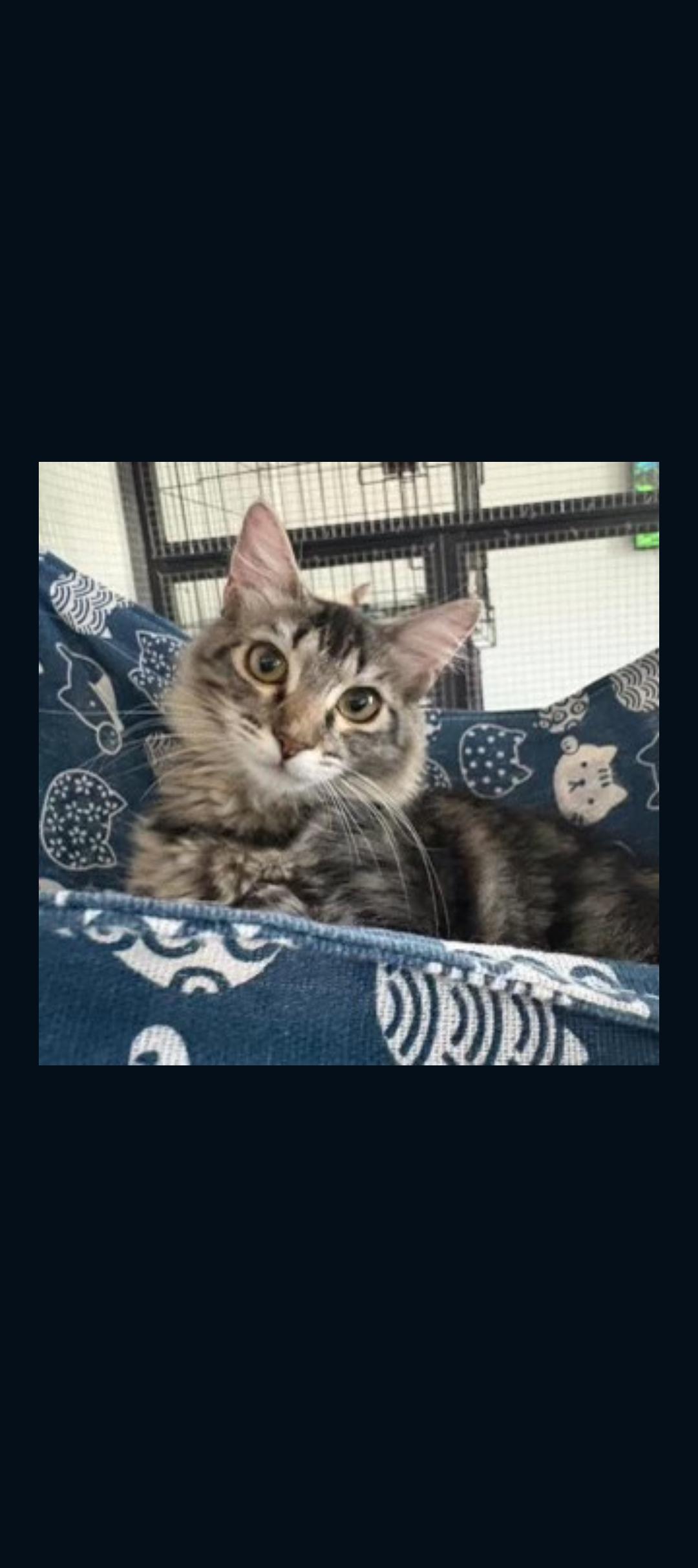 Enlarge Bella , a ADOPTABLE Tabby in Phoenix, AZ image 2/4