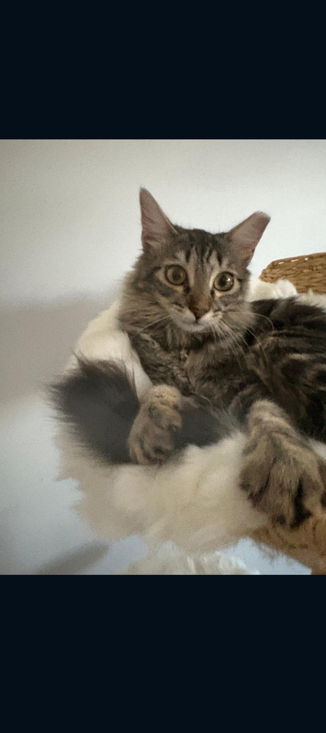 Enlarge Bella , a ADOPTABLE Tabby in Phoenix, AZ image 3/4