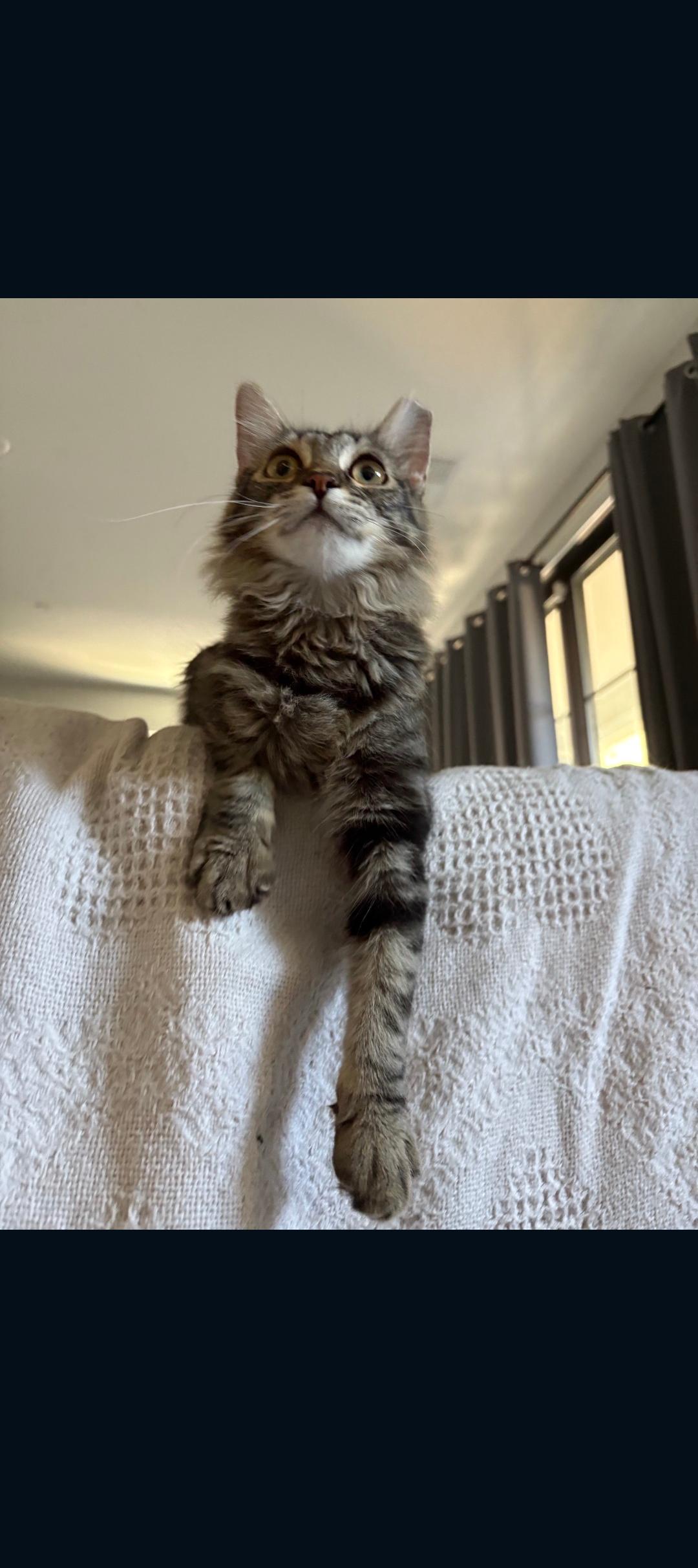 Enlarge Bella , a ADOPTABLE Tabby in Phoenix, AZ image 1/4