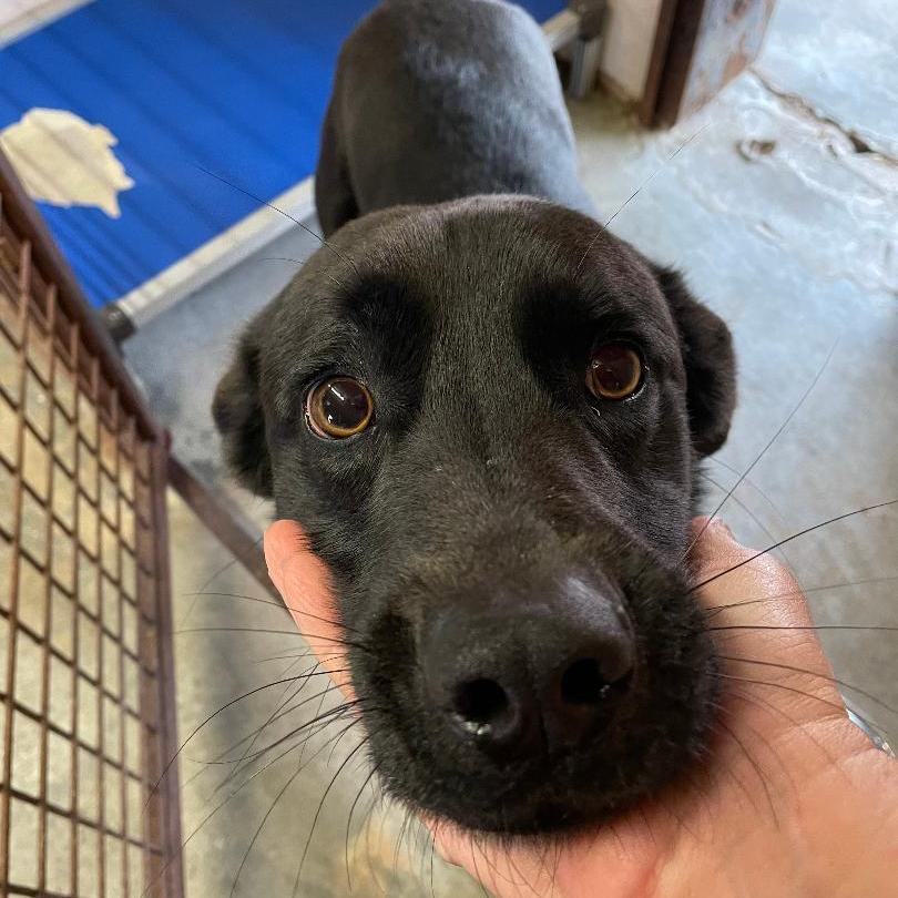 Hunter, Adoptable, Adult Male Labrador Retriever.