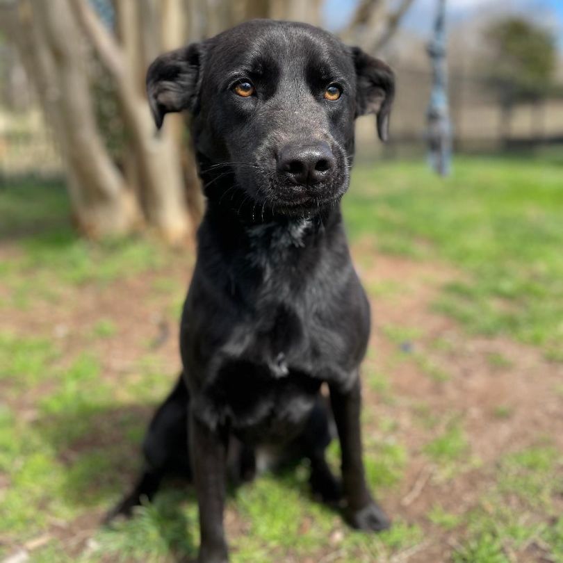 Hunter, a Adoptable mixed breed in Lancaster, SC image 4/6
