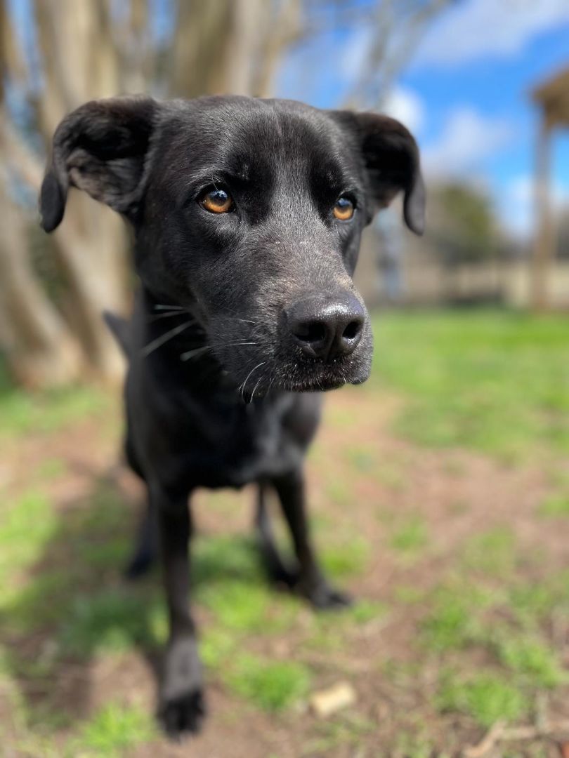 Hunter, a Adoptable mixed breed in Lancaster, SC image 5/6