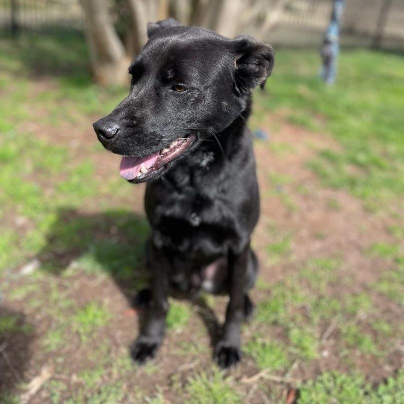 Hunter, a Adoptable mixed breed in Lancaster, SC image 2/6