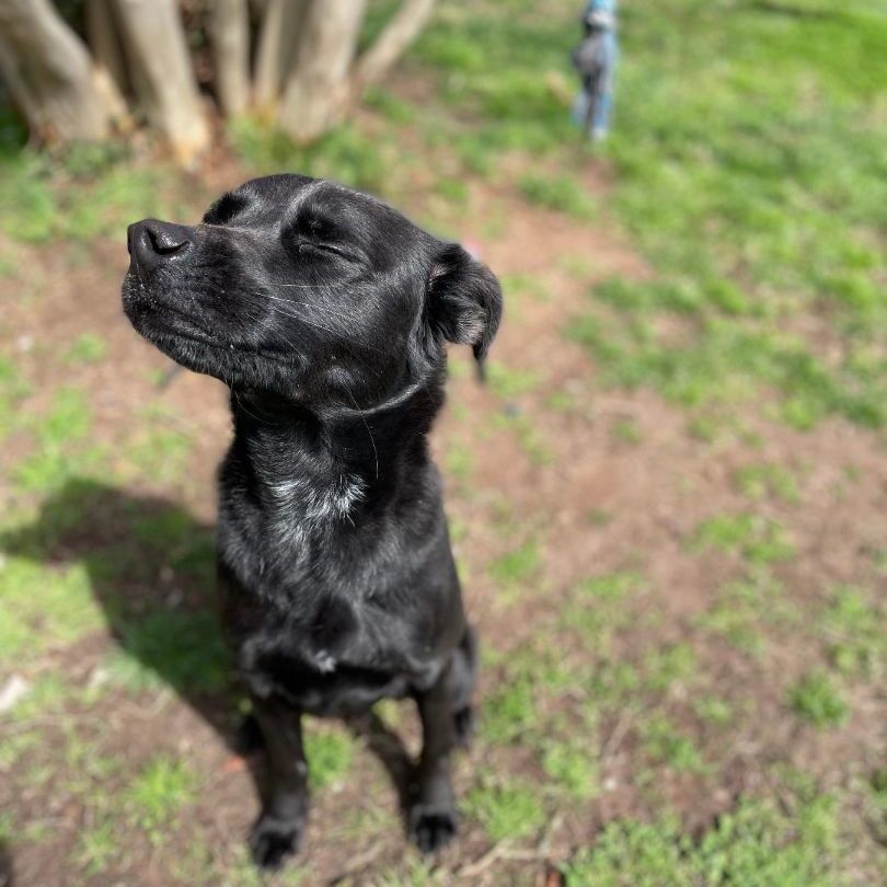 Hunter, a Adoptable mixed breed in Lancaster, SC image 3/6