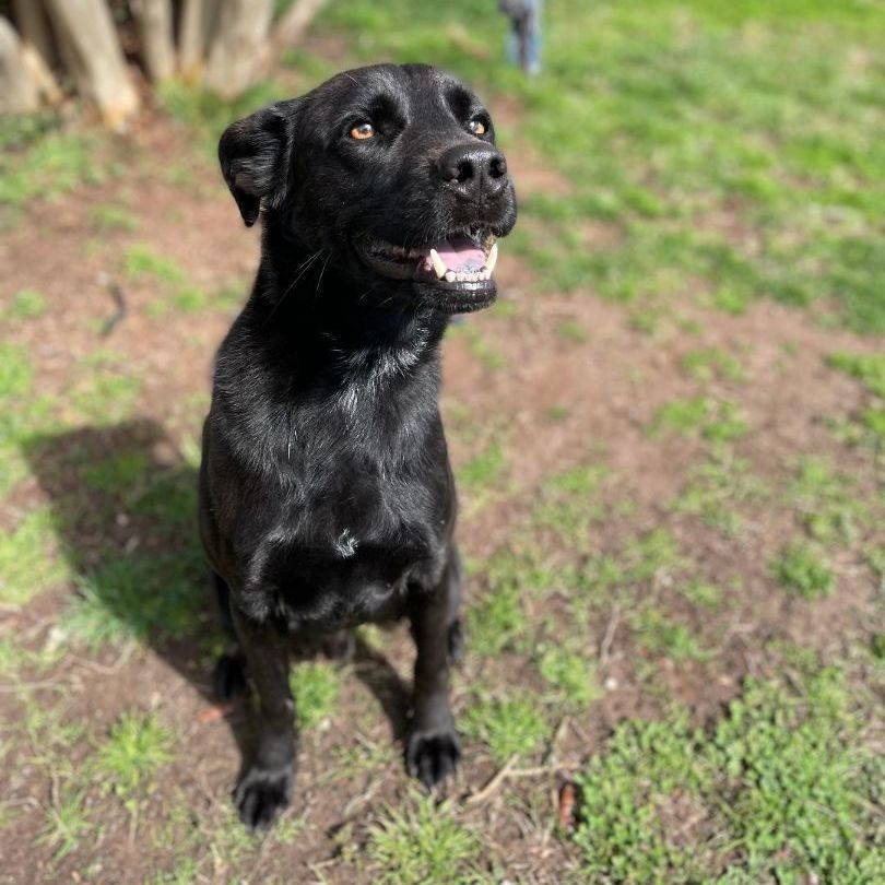 Hunter, a Adoptable mixed breed in Lancaster, SC image 6/6