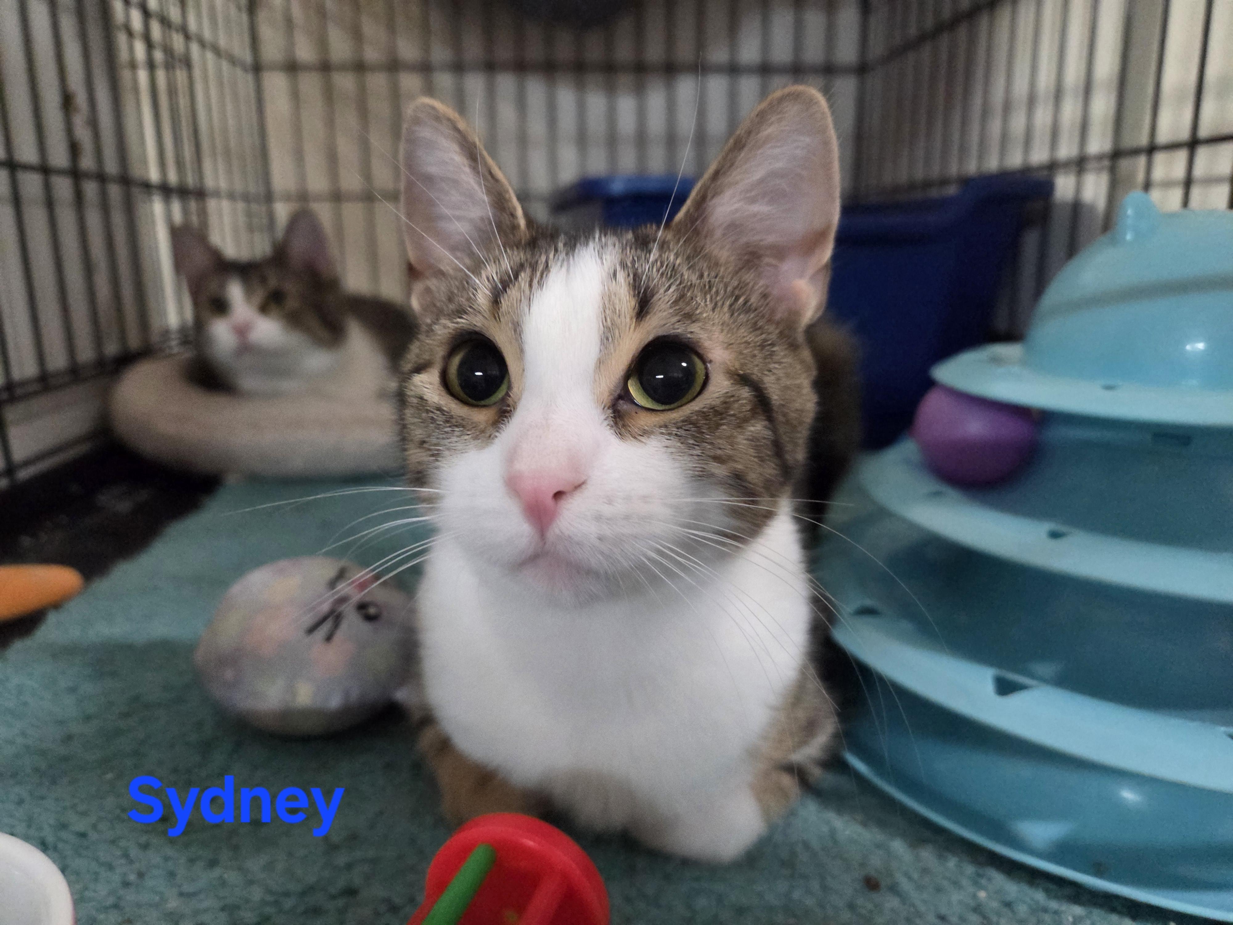 Enlarge Sydney, an adopted mixed breed in Whitewater, WI image 1/3