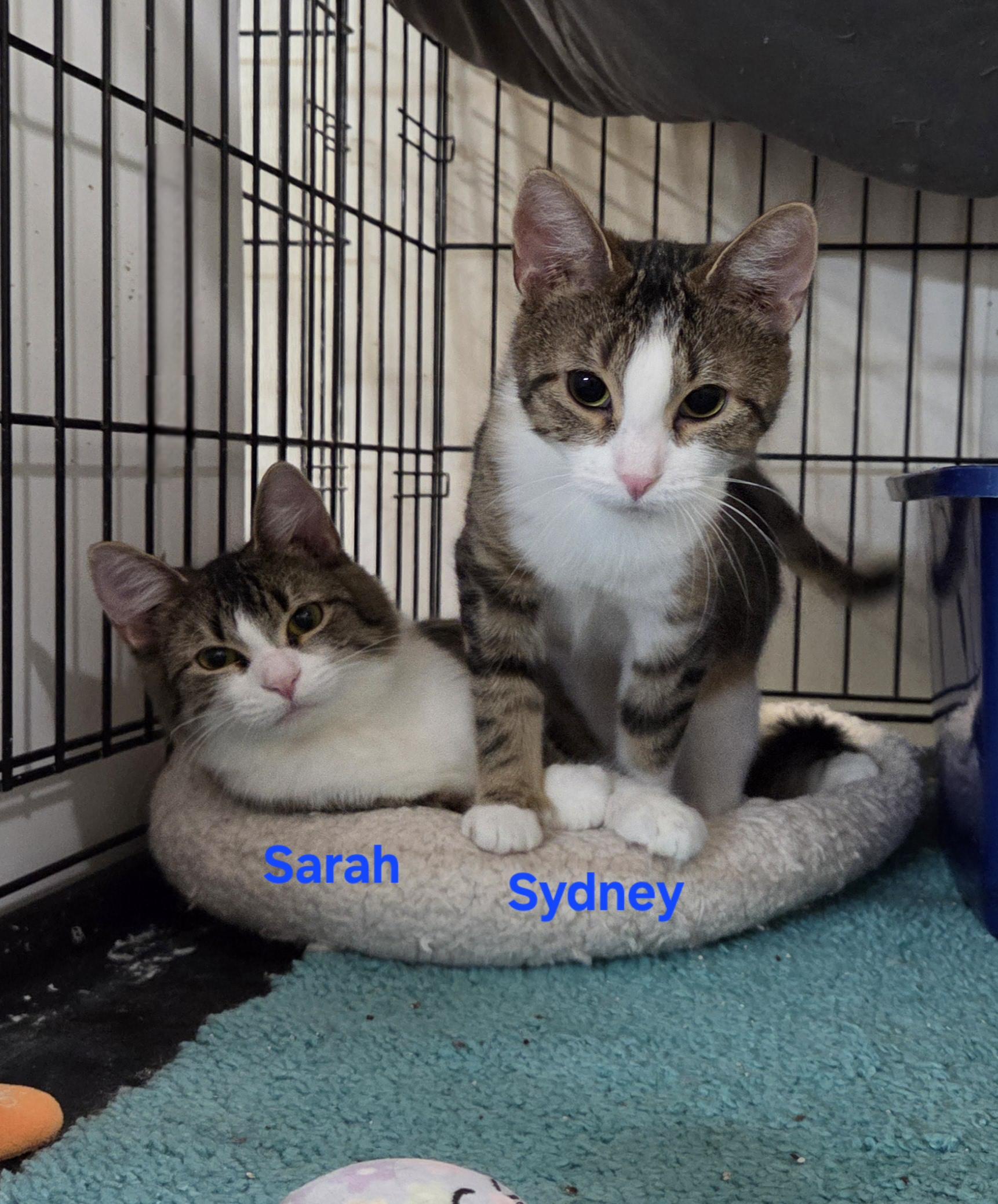 Enlarge Sydney, an adopted mixed breed in Whitewater, WI image 2/3