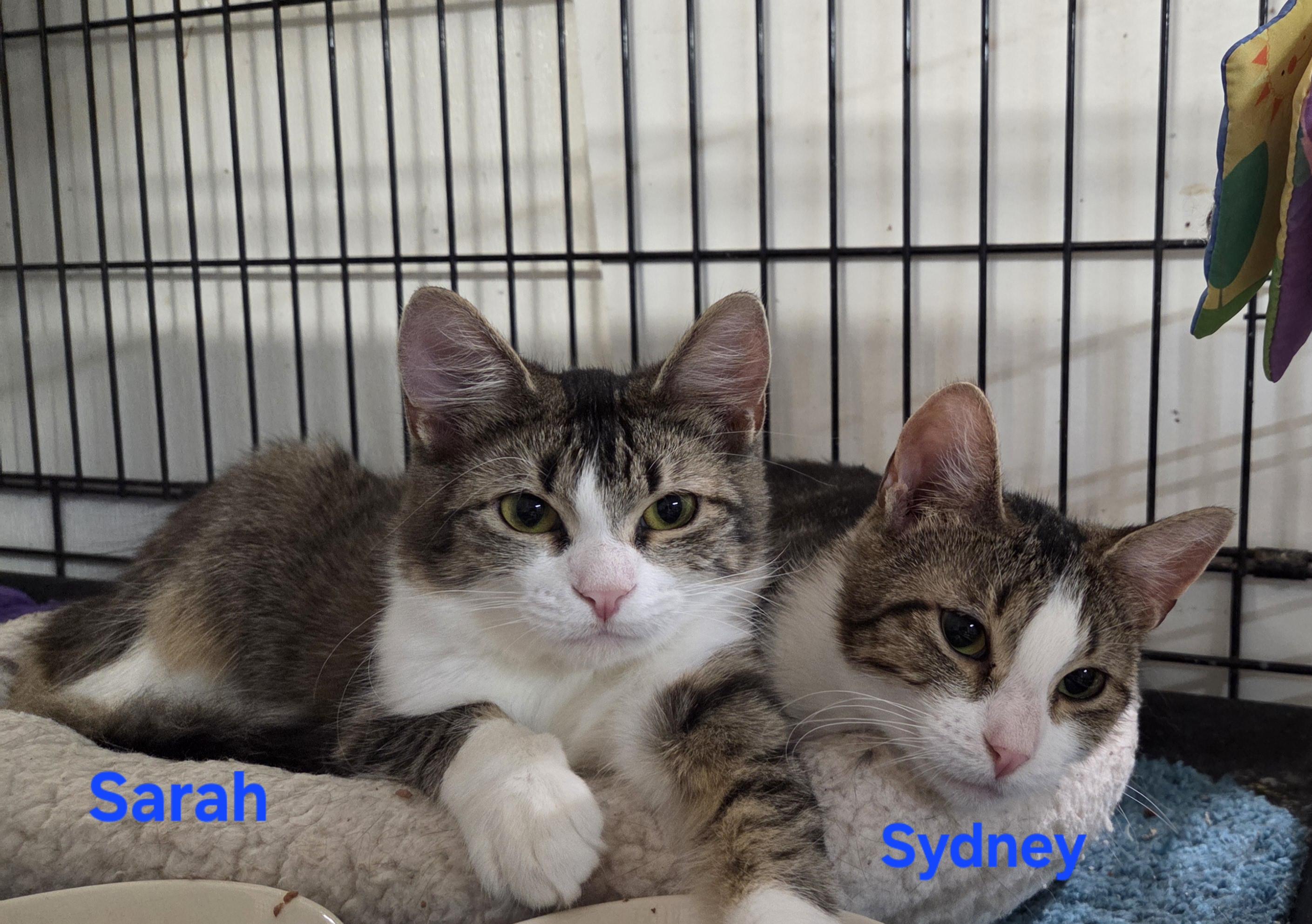 Enlarge Sydney, an adopted mixed breed in Whitewater, WI image 3/3