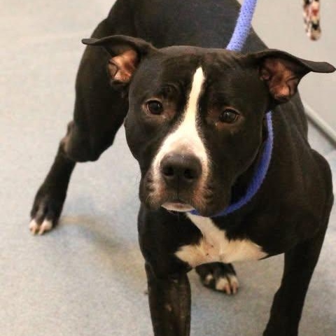 26-00045 NELSON, adopted, Adult Male Pit Bull Terrier.