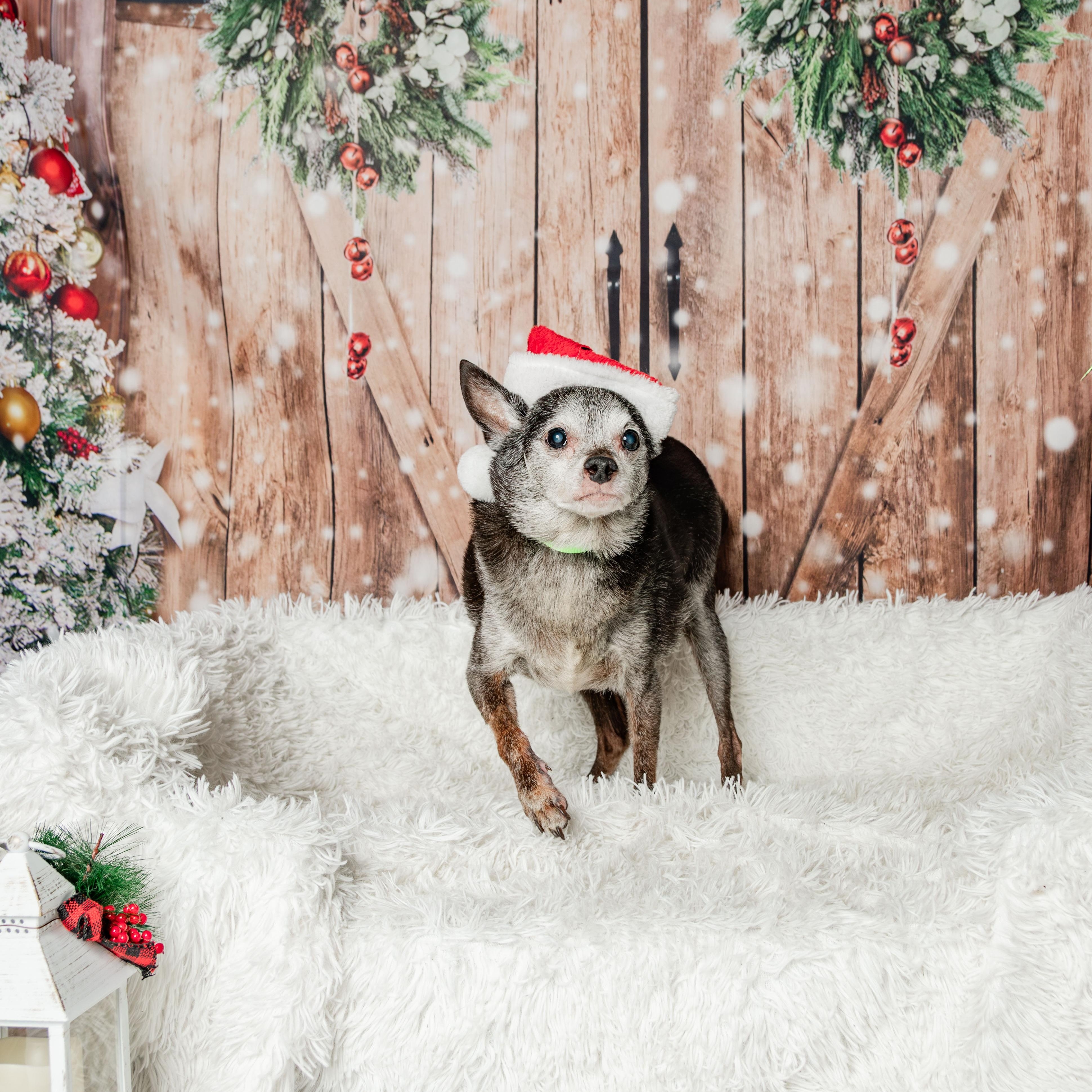 Max, a Adoptable mixed breed in Knoxville, TN image 2/5