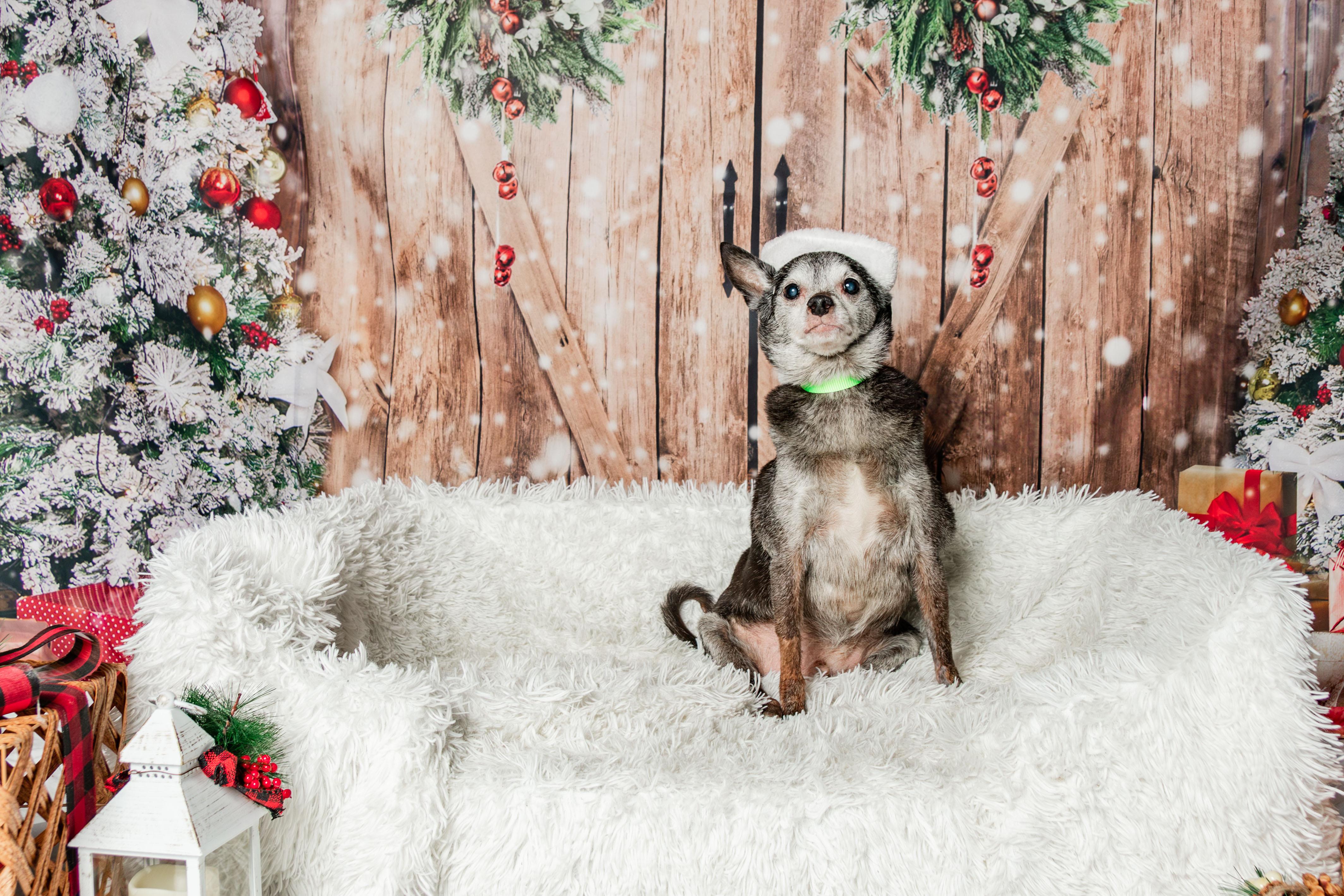 Enlarge Max, a Adoptable mixed breed in Knoxville, TN image 1/6