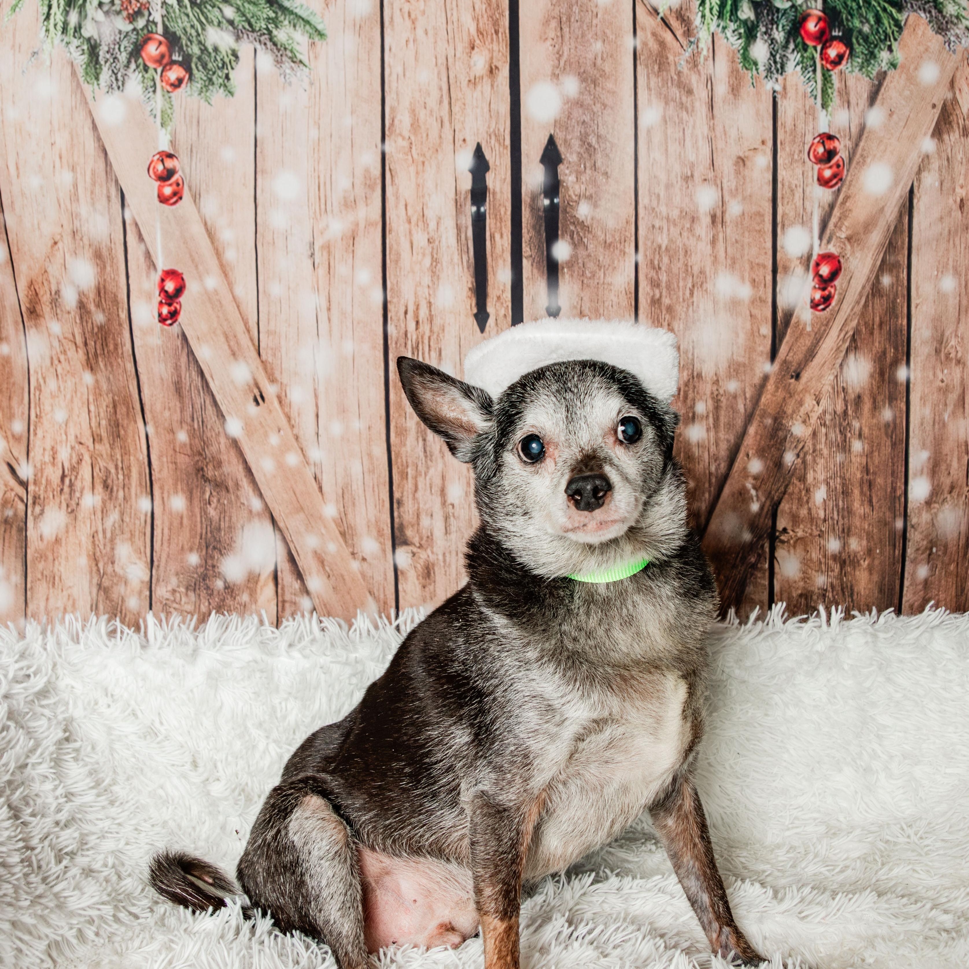 Enlarge Max, a Adoptable mixed breed in Knoxville, TN image 1/6